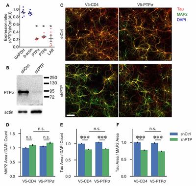 Mechanisms of PTPσ-Mediated Presynaptic Differentiation